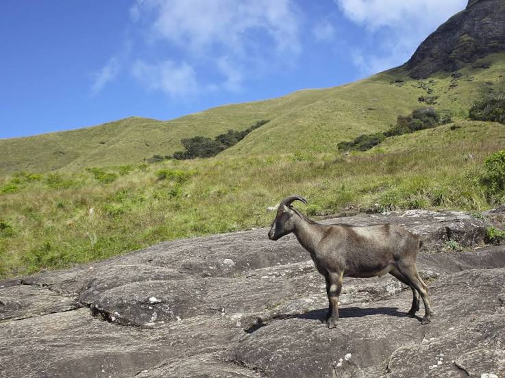 Eravikulam National Park