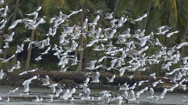 Kadalundi Bird Sanctuary