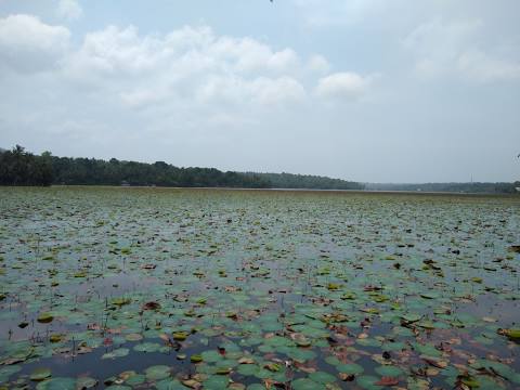 Vellayani Lake